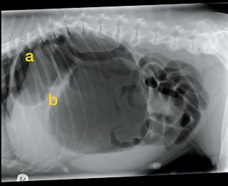 A right lateral abdominal radiograph confirming GDV. The pylorus is the smaller gas-filled structure (a) with a band of soft tissue (b) between that and the fundus of the stomach. Here a soft tissue band does not completely separate the two gas-filled structures.
